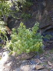 Abutilon micropetalum