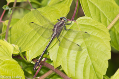 Gomphurus septima