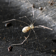 Pholcus phalangioides