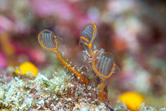 Clavelina detorta