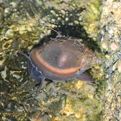 Physa acuta