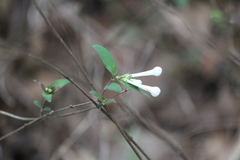 Bouvardia longiflora