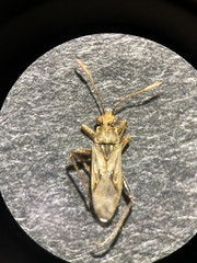 Stictopleurus viridicatus