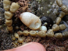 Eudistoma elongatum