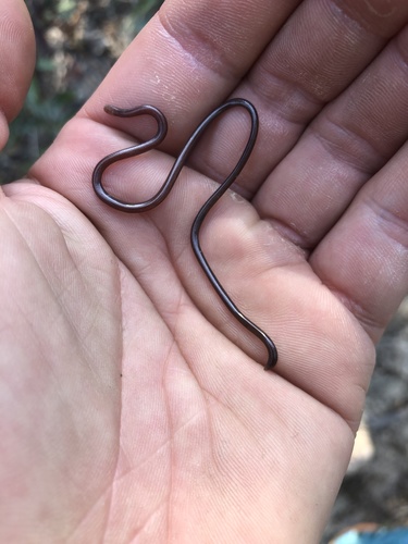 White-headed Blind Snake