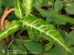 Syngonium angustatum