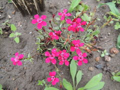 Dianthus gratianopolitanus