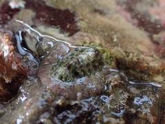 Onithochiton neglectus