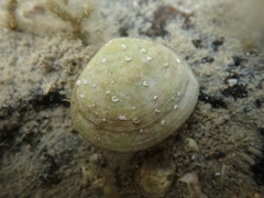 Pseudarcopagia disculus