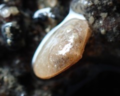 Borniola reniformis