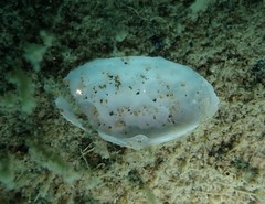 Scalpomactra scalpellum