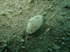 Scalpomactra scalpellum