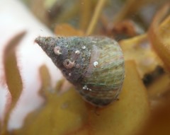 Micrelenchus purpureus