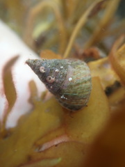 Micrelenchus purpureus