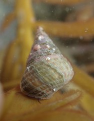 Micrelenchus purpureus