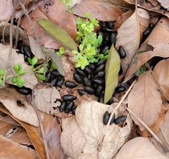 Hydropotes inermis inermis