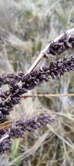 Fecundae
