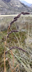 Fecundae