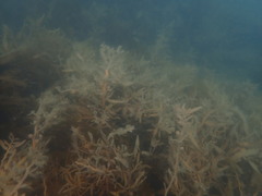 Carpophyllum flexuosum