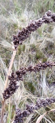 Fecundae