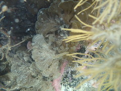 Zonaria aureomarginata