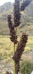 Fecundae