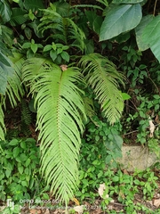 Blechnum orientale