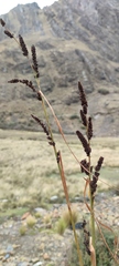 Fecundae