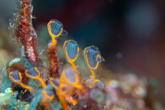 Clavelina detorta