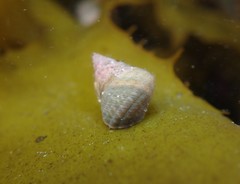 Micrelenchus purpureus