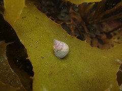 Micrelenchus purpureus