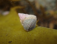 Micrelenchus purpureus