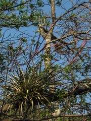 Tillandsia hitchcockiana
