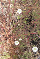 Hemizonia congesta luzulifolia