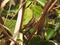 Stenocatantops mistshenkoi