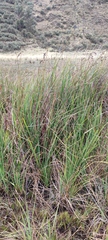 Fecundae