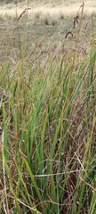 Fecundae