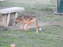 Canis latrans