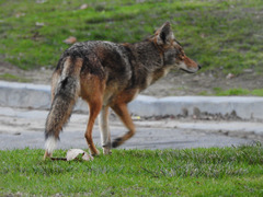 Canis latrans