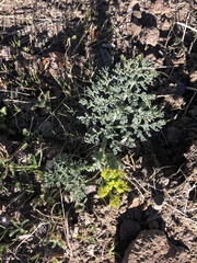 Lomatium mohavense