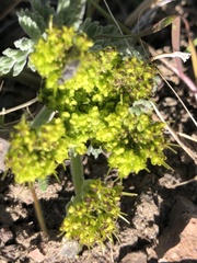 Lomatium mohavense