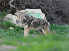 Canis latrans