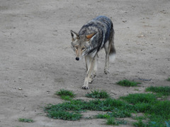 Canis latrans