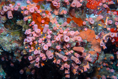 Cladopsammia gracilis