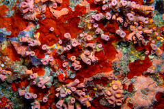 Cladopsammia gracilis