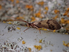 Conoesucidae