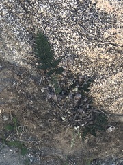 Myriopteris clevelandii