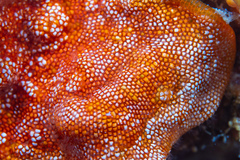 Calyptotheca
