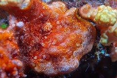 Calyptotheca
