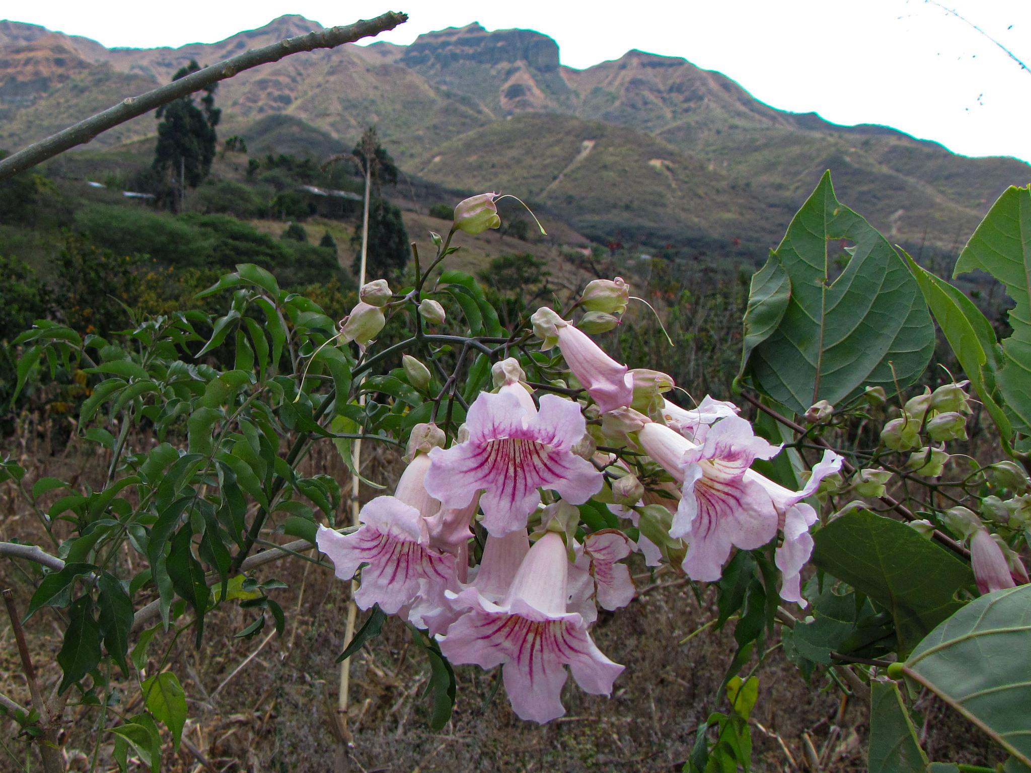 Podranea ricasoliana image